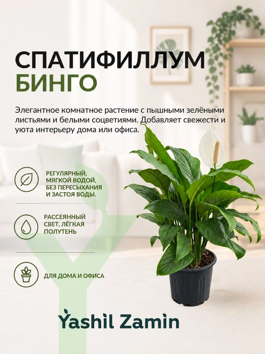 Спатифиллум 'Бинго' (Женское счастье) комнатное растение - 