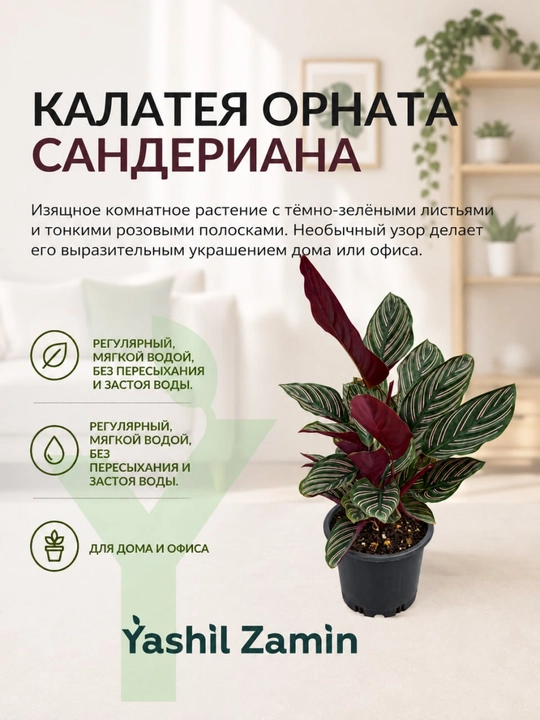Калатея 'Орната Сандериана' комнатное растение - 