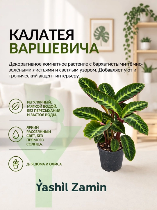 Калатея 'Варшевича' комнатное растение - 