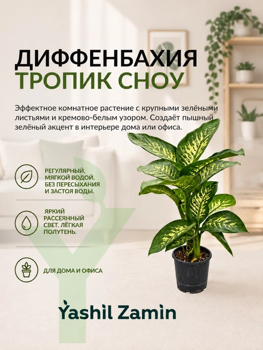 Диффенбахия 'Тропик Сноу' комнатное растение - 
