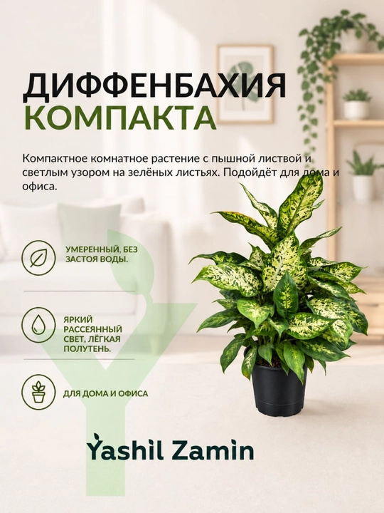 Диффенбахия 'Компакта' комнатное растение - 