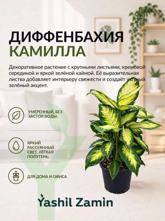 Диффенбахия 'Камилла' комнатное растение - 