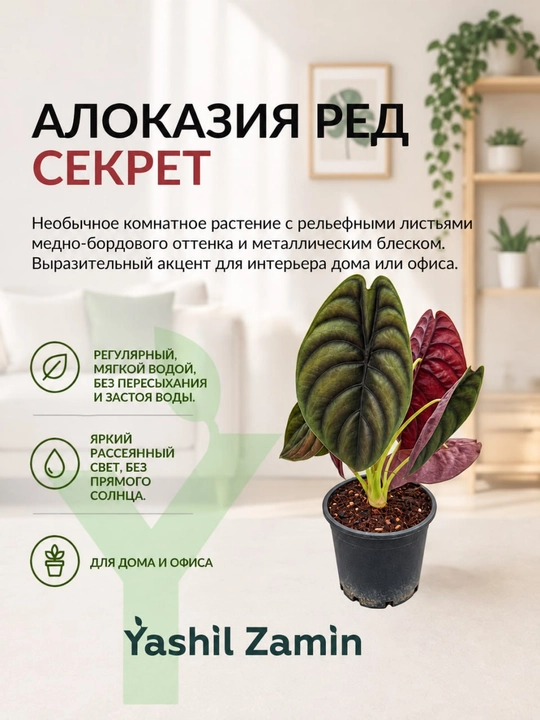 Алоказия 'Ред Секрет' комнатное растение - 