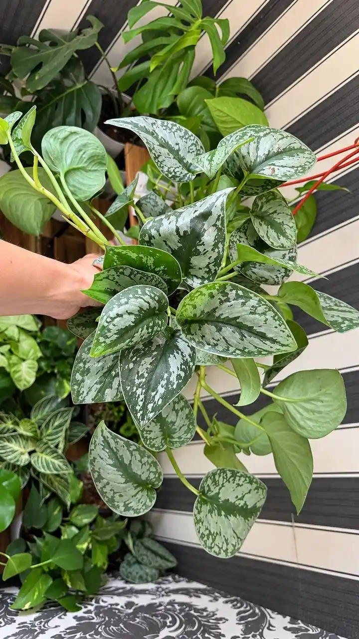 Scindapsus Exotica,dekorativ tirik o‘simlik