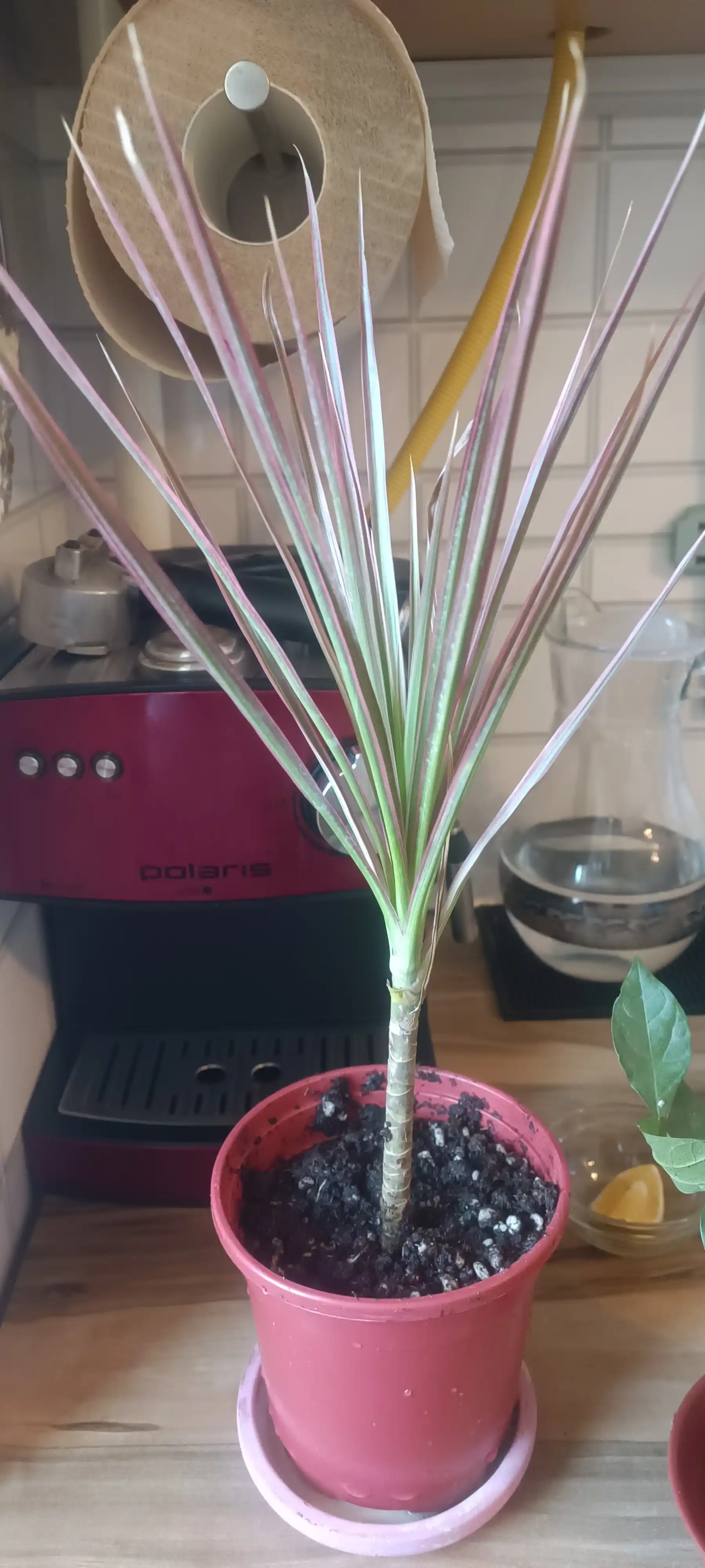 Dratsena Marginata Colorama, dekorativ tirik o‘simlik