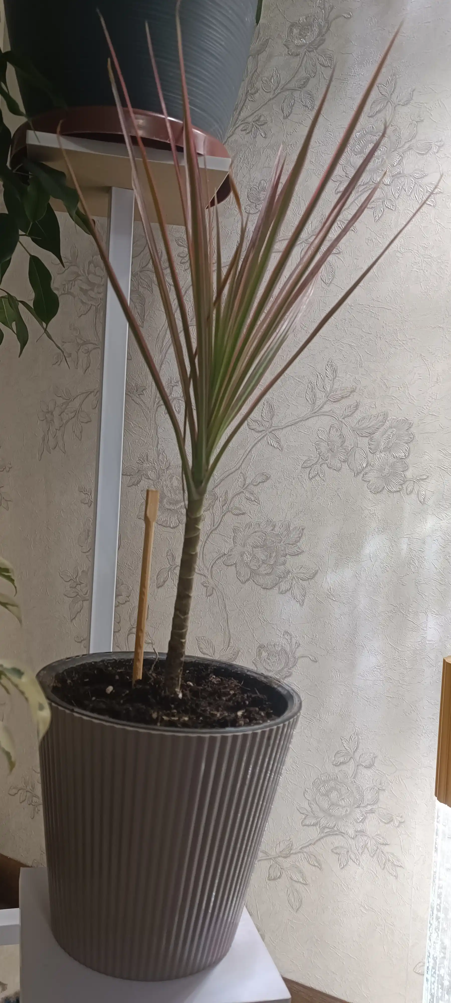 Dratsena Marginata Colorama, dekorativ tirik o‘simlik