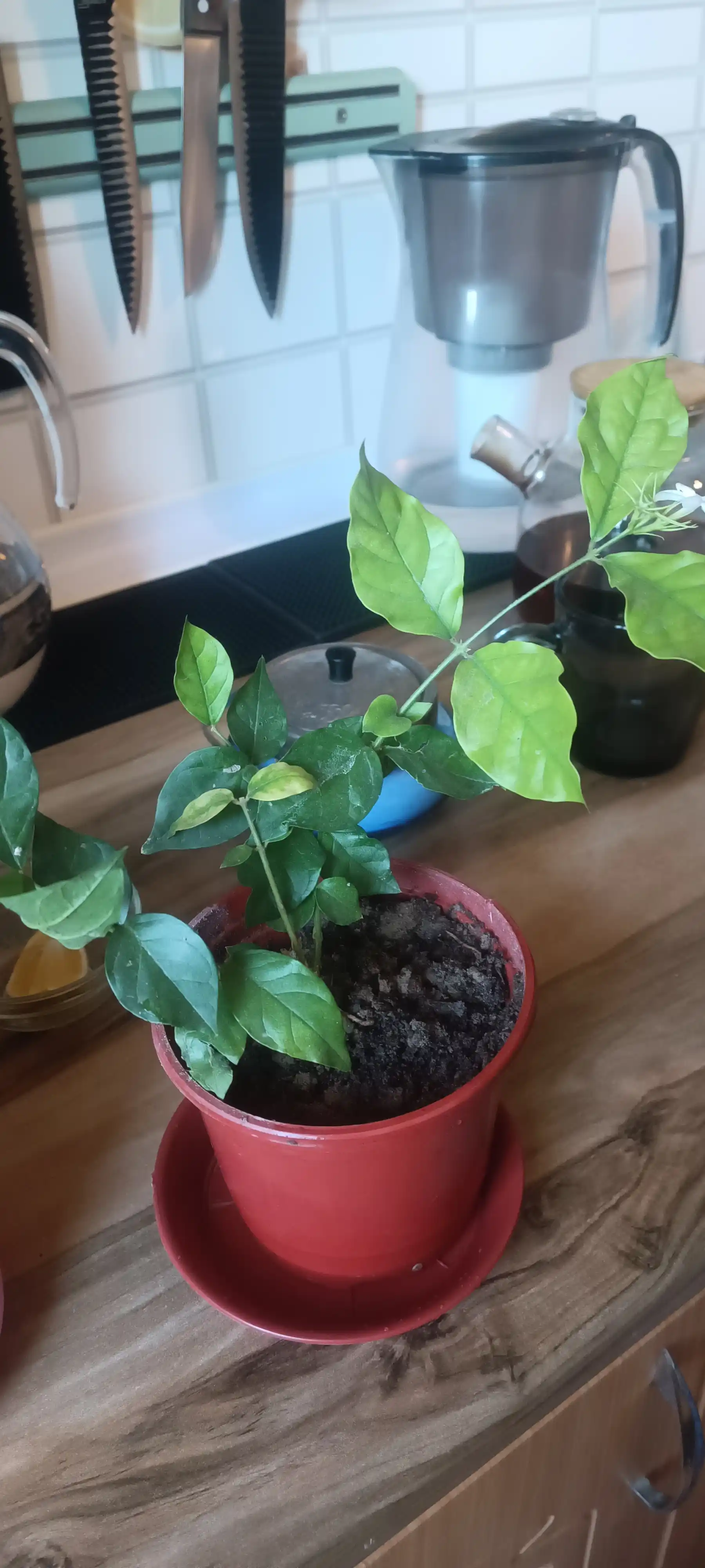 Jasmin — gultuvakdagi xona o‘simligi