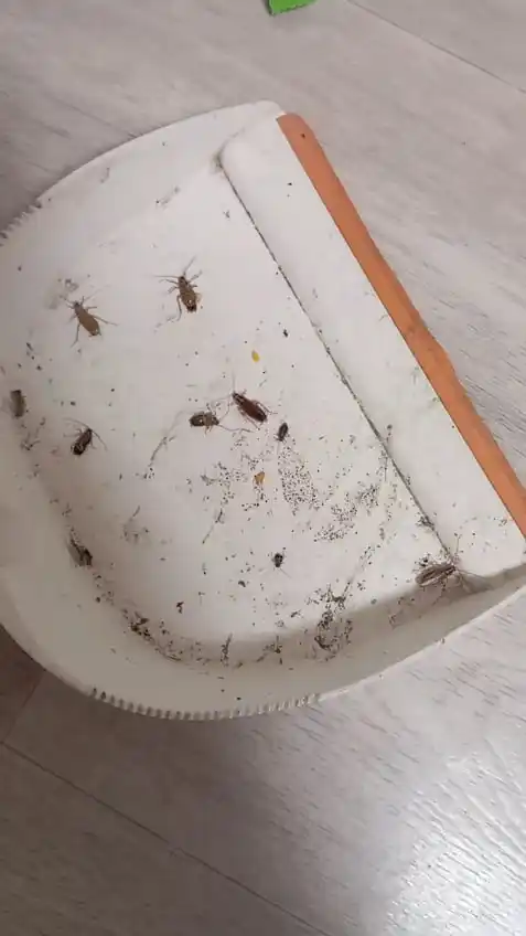 Advion cockroach gel от тараканов