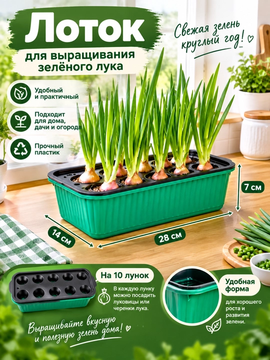 Ko‘k piyoz yetishtirish uchun lotok - 