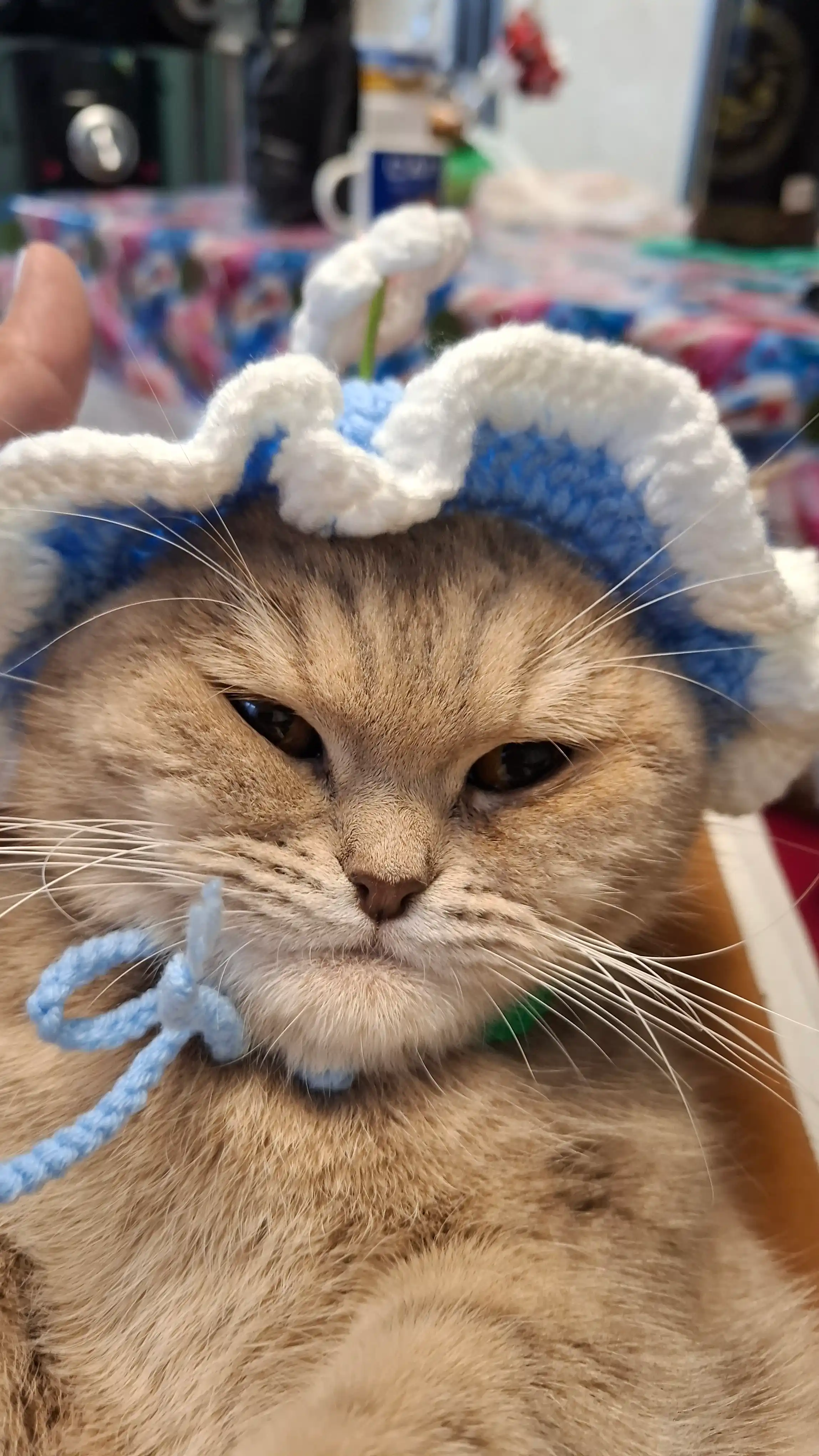 Шапочка для питомцев с цветком
