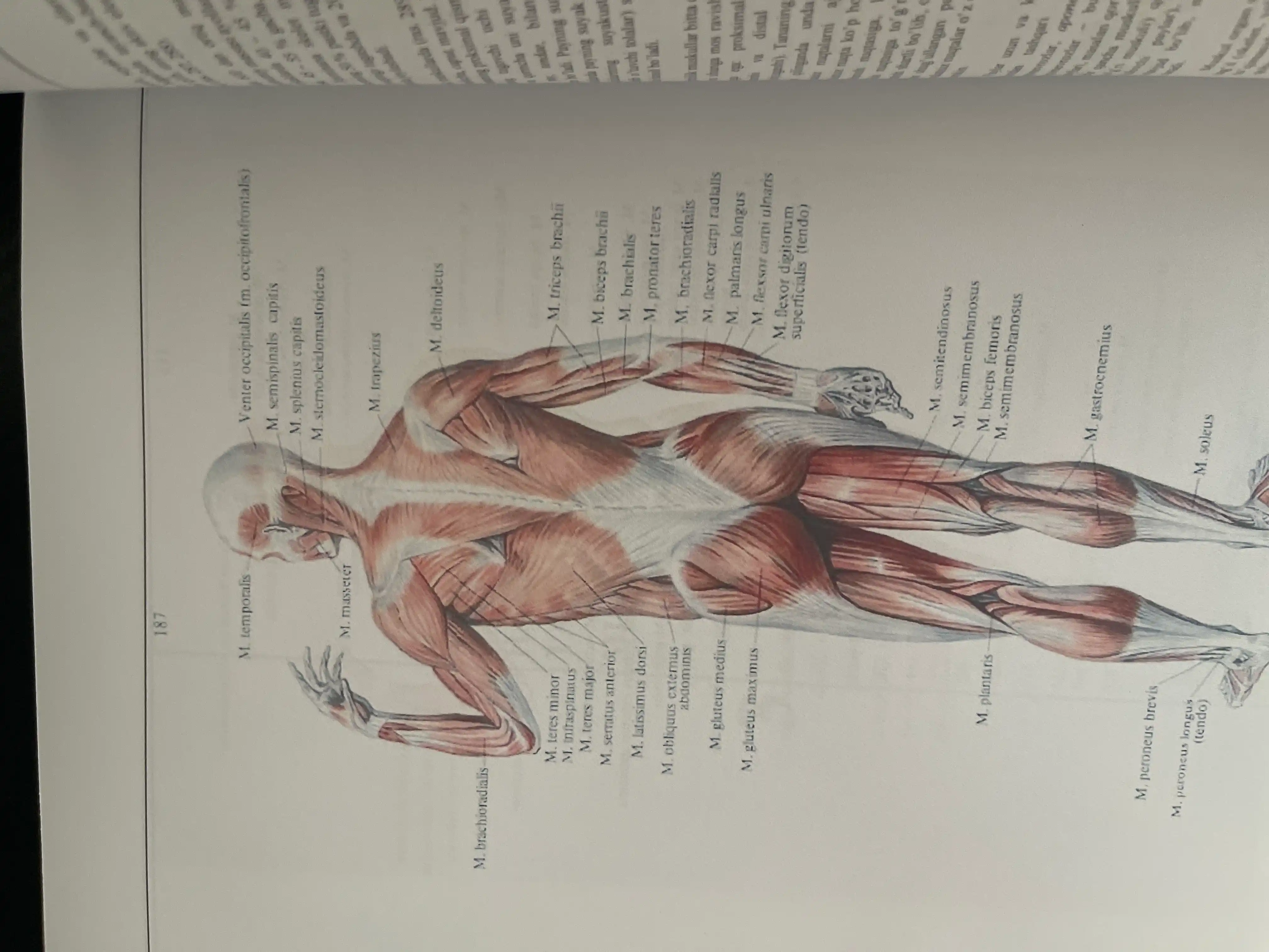 Atlas. Odam anatomiyasi. Birinchi tom Osteologiya