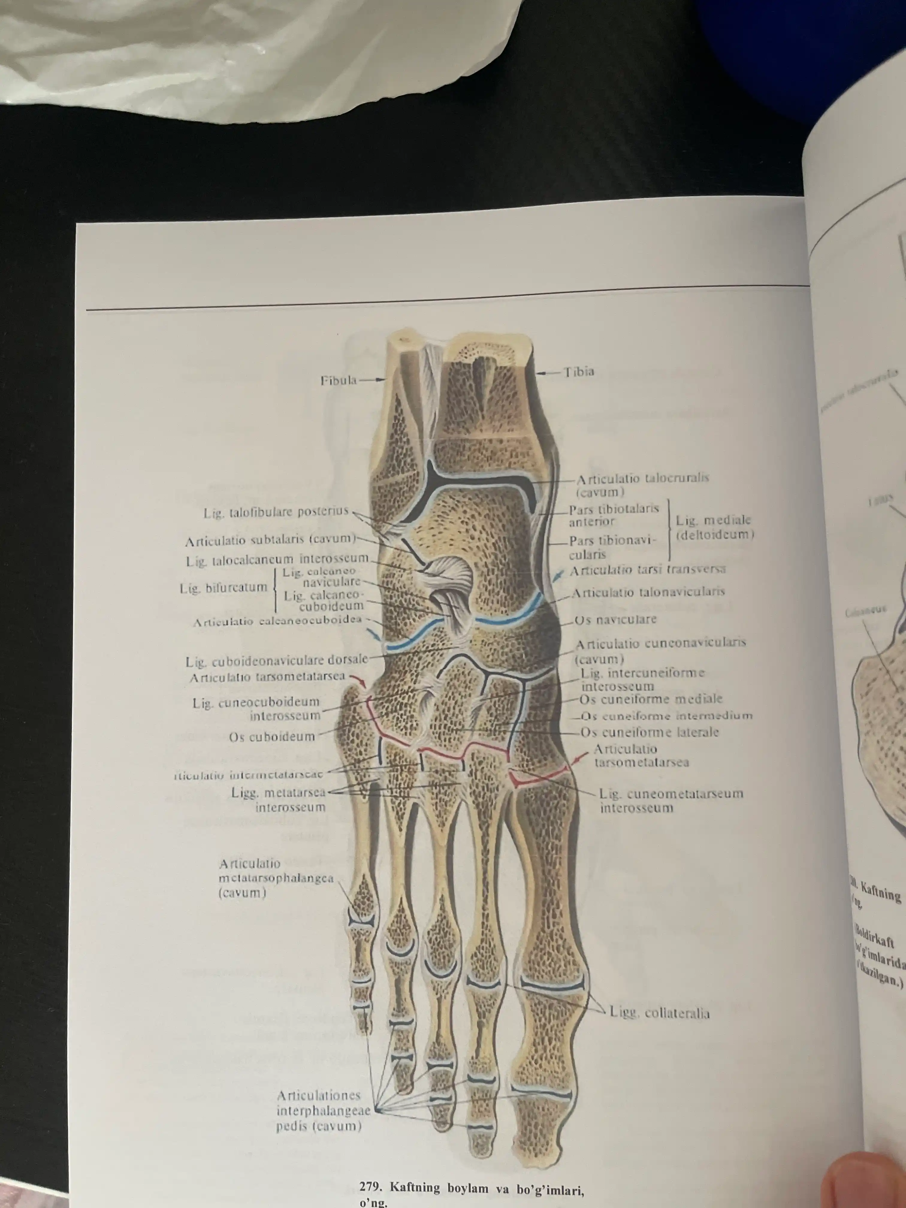 Atlas. Odam anatomiyasi. Birinchi tom Osteologiya