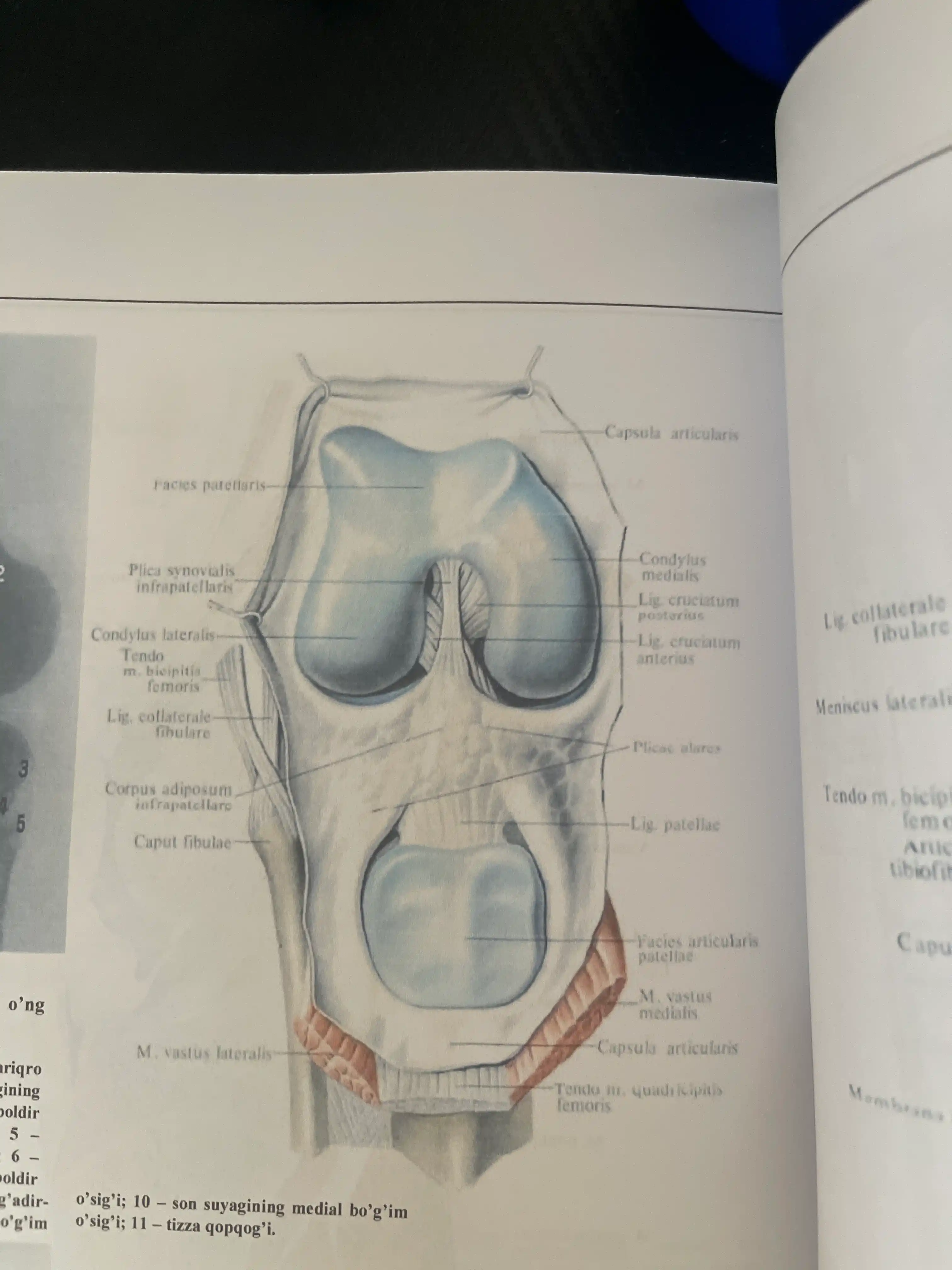 Atlas. Odam anatomiyasi. Birinchi tom Osteologiya