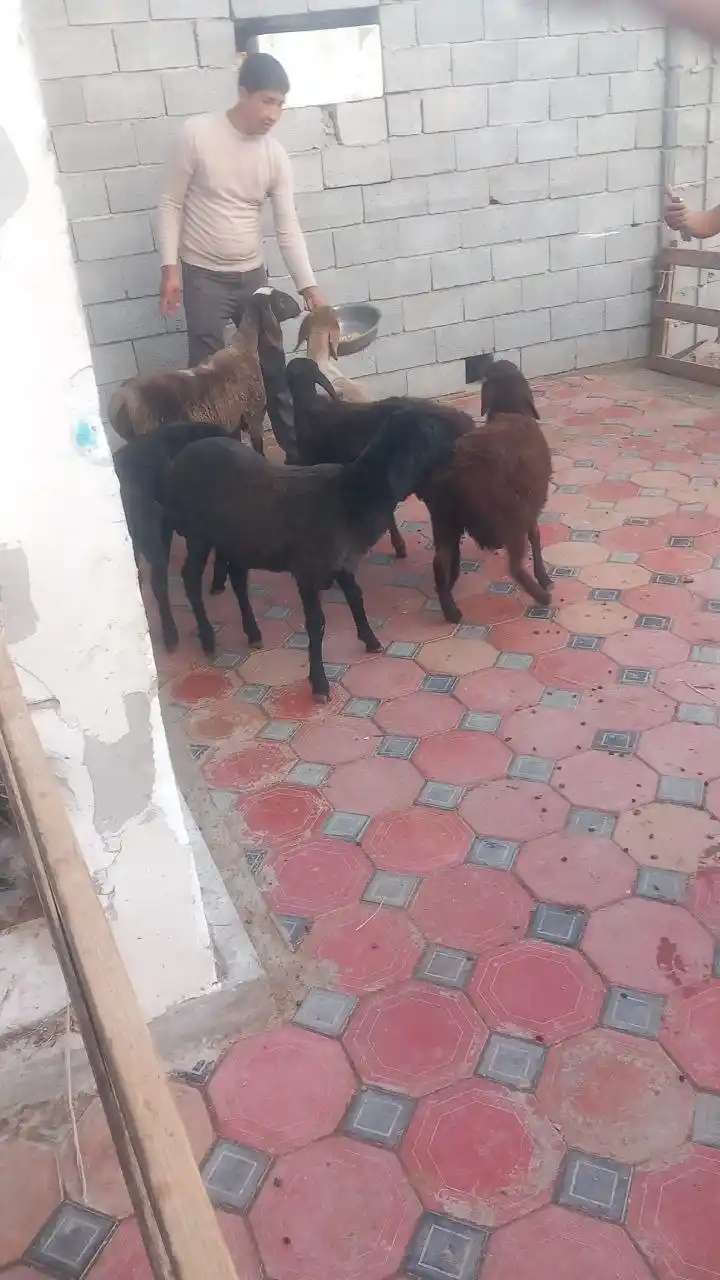 Zotdor qo'y va qo'chqorlar, boqish, ko'paytirish va to'y va marosimlar uchun