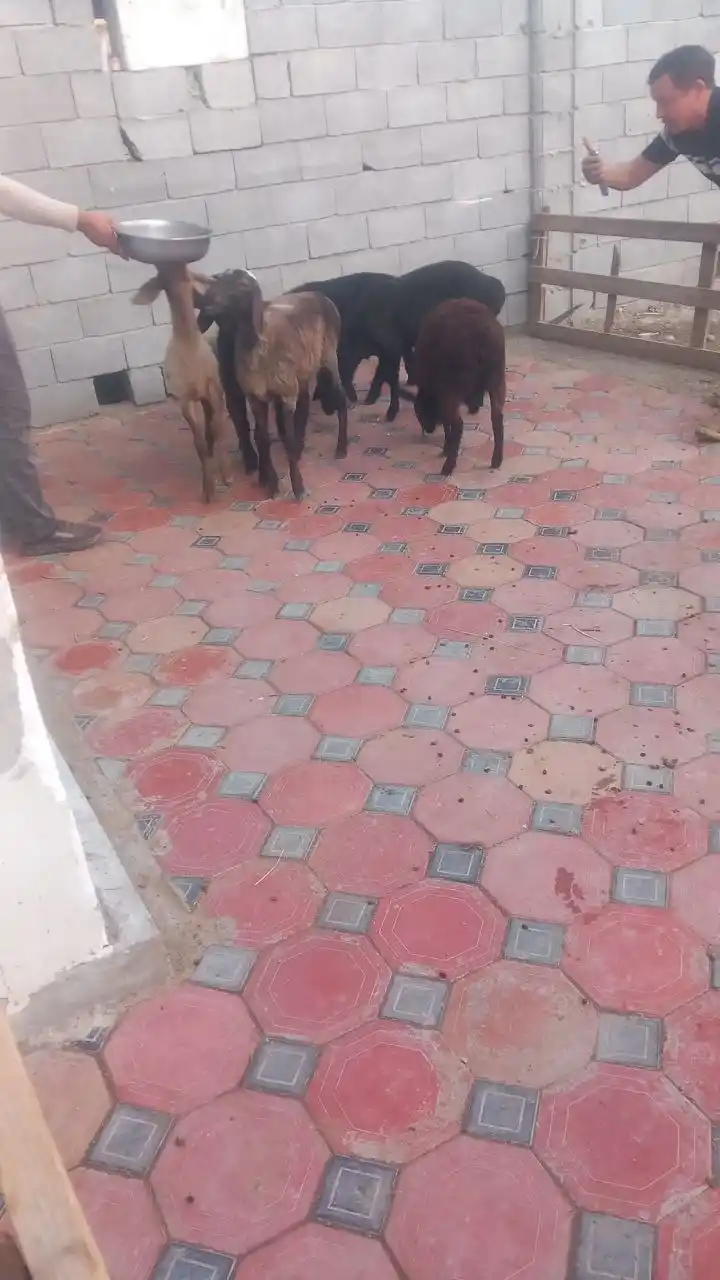 Zotdor qo'y va qo'chqorlar, boqish, ko'paytirish va to'y va marosimlar uchun
