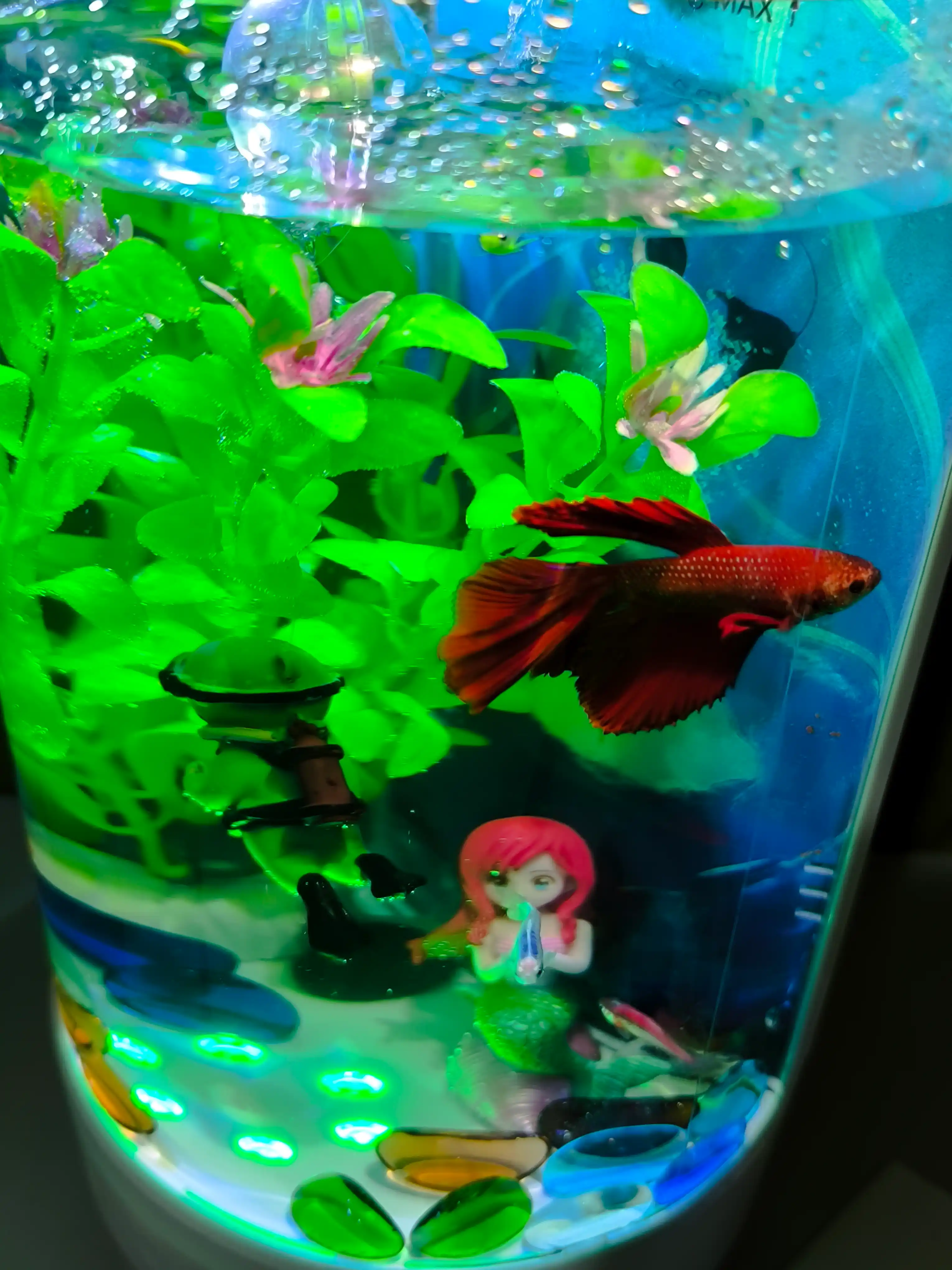 Filtr va yoritish bilan akvarium