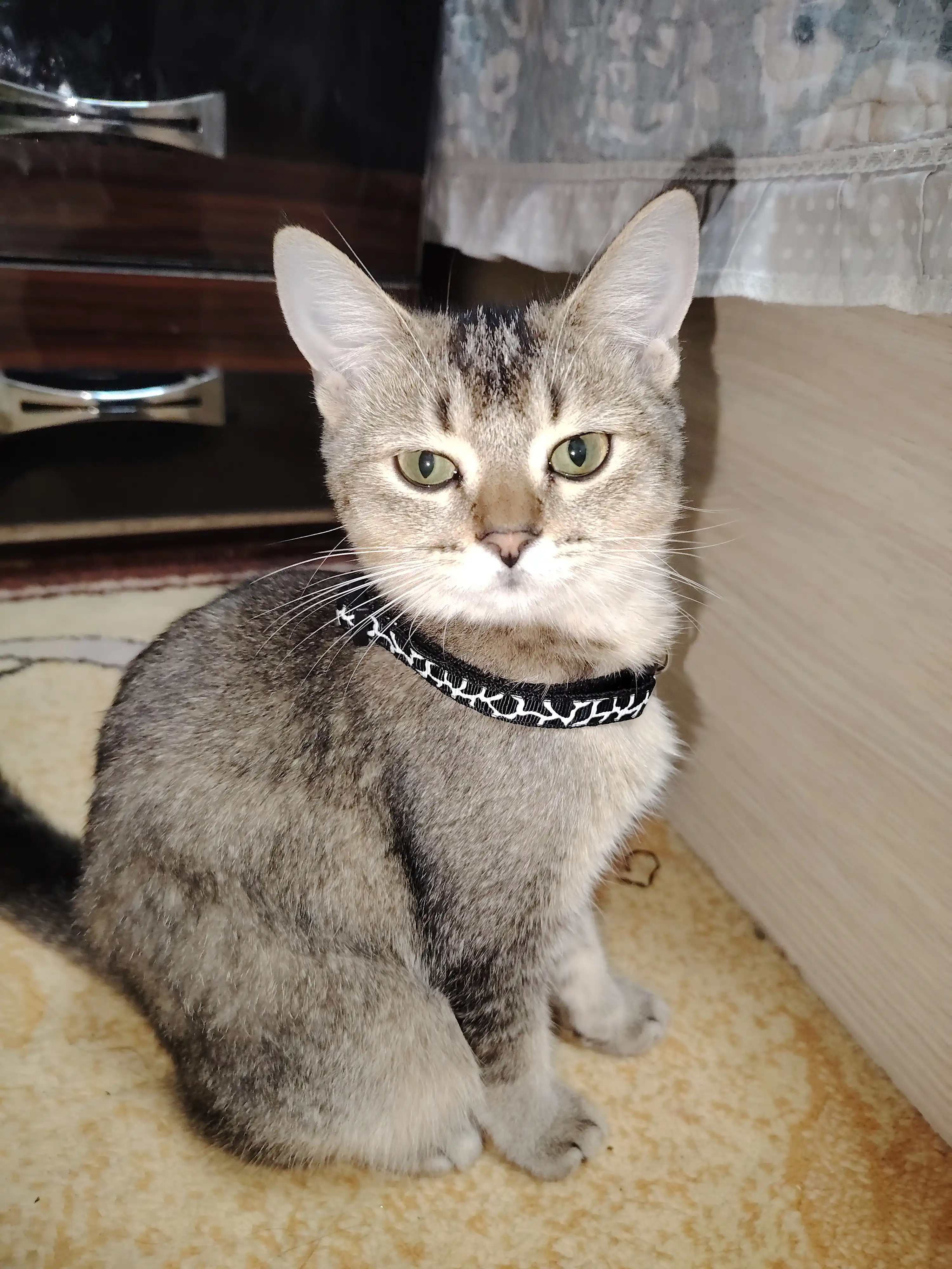 Интерактивная игрушка для кошек