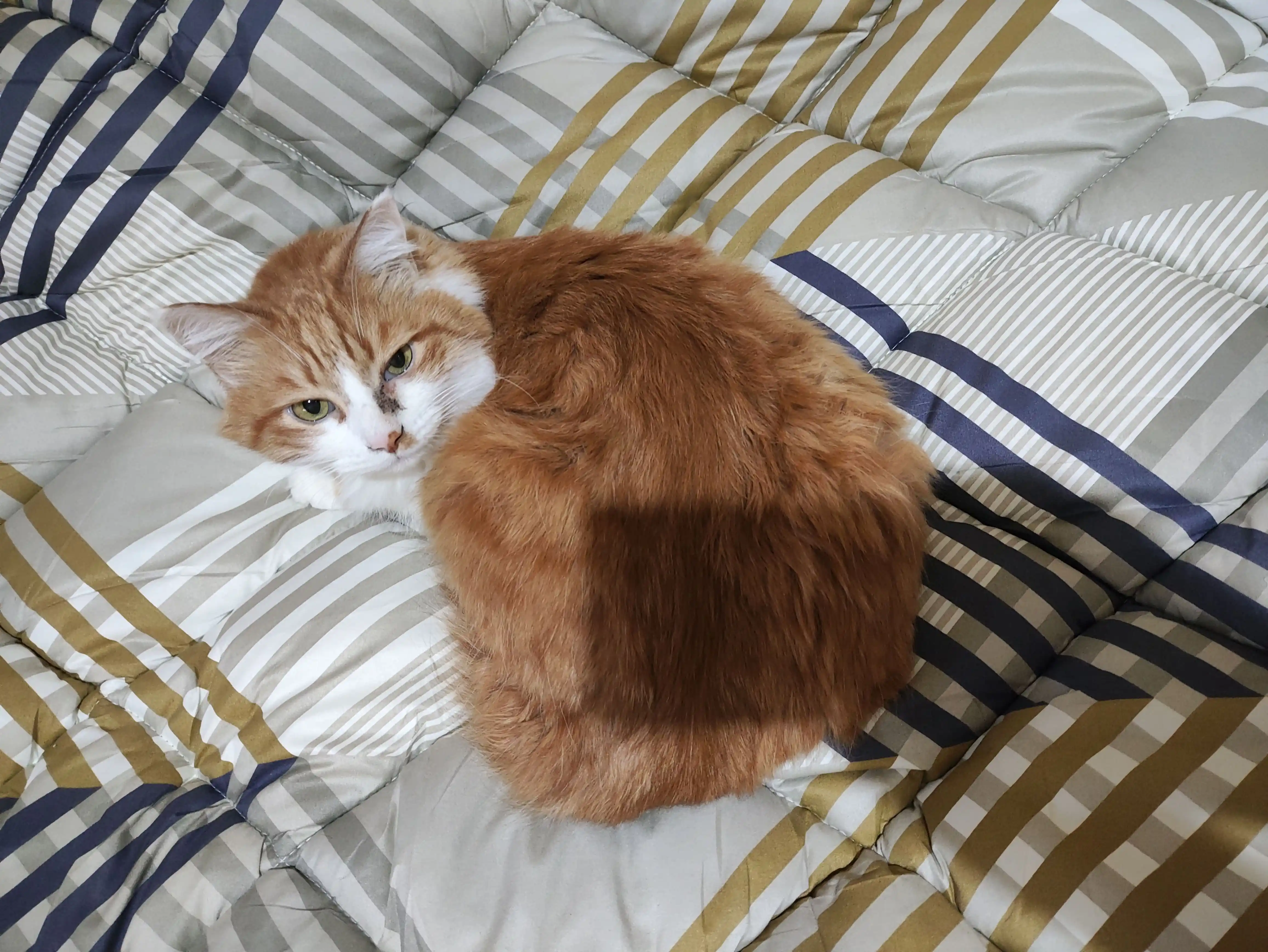 Winny sterilizatsiyalangan mushuklar uchun quruq ovqat, 2 kg