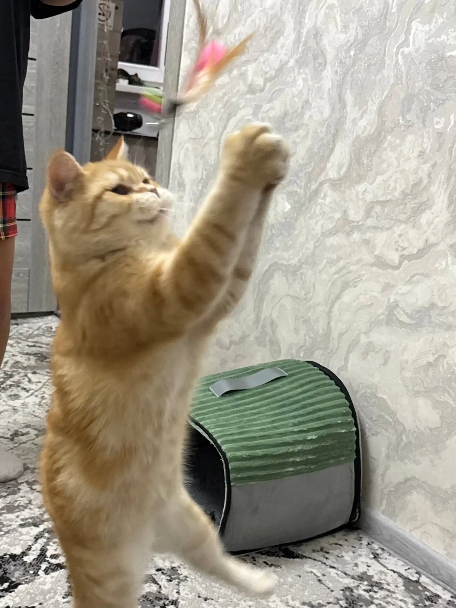 Mushuklar uchun o‘yinchoq, tabiiy patlardan tayyorlangan tayoqcha ko‘rinishidagi ermak