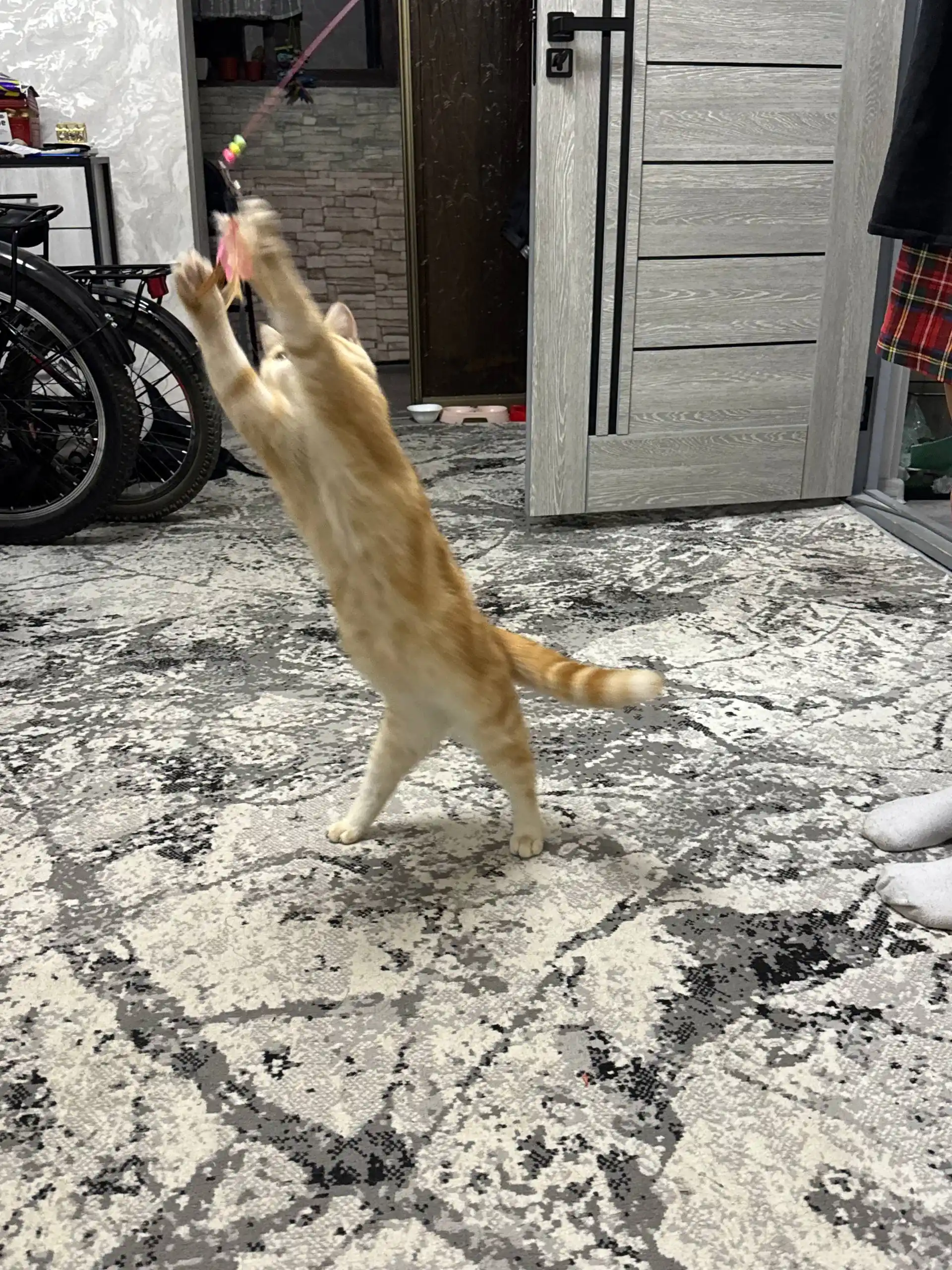 Mushuklar uchun o‘yinchoq, tabiiy patlardan tayyorlangan tayoqcha ko‘rinishidagi ermak