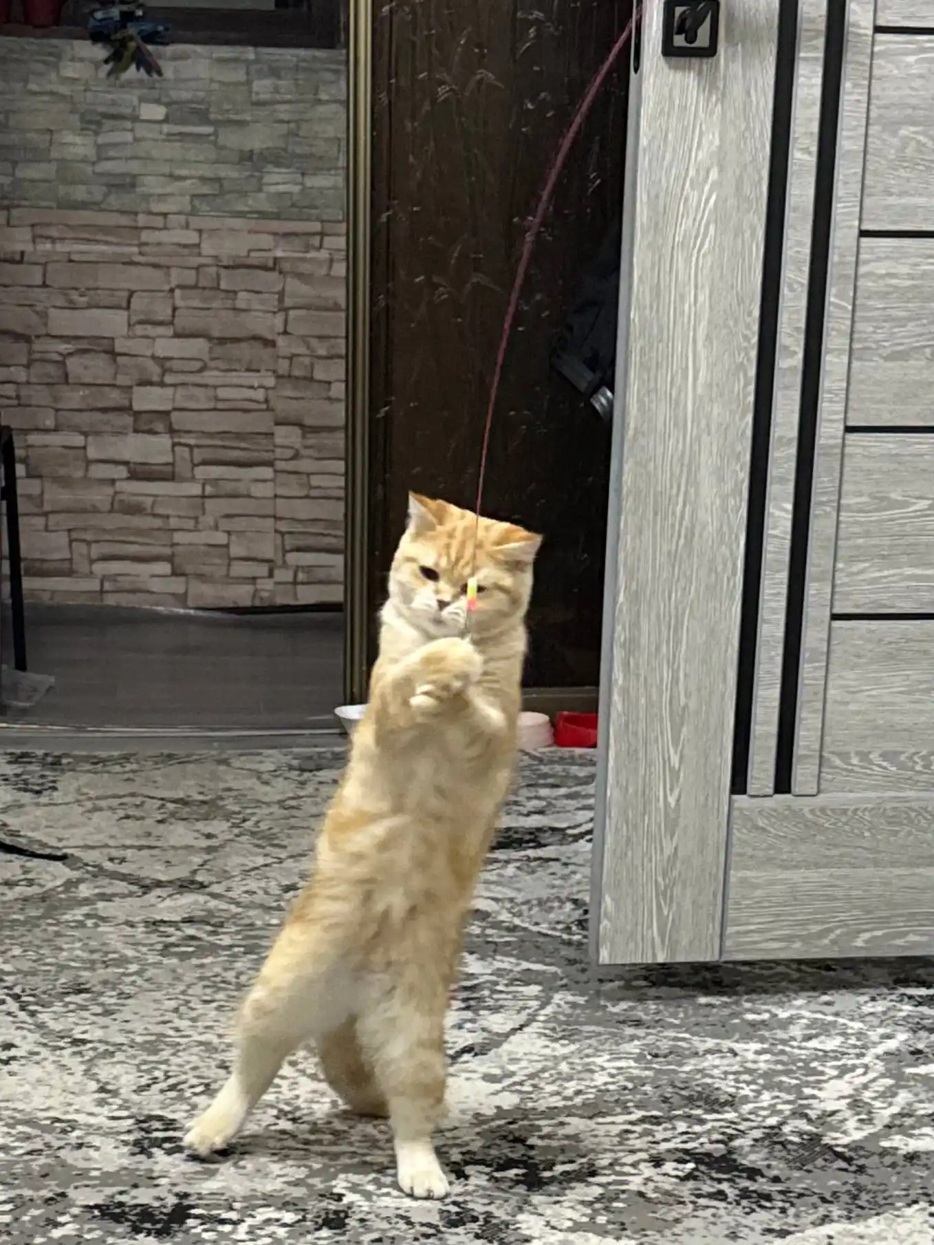 Mushuklar uchun o‘yinchoq, tabiiy patlardan tayyorlangan tayoqcha ko‘rinishidagi ermak