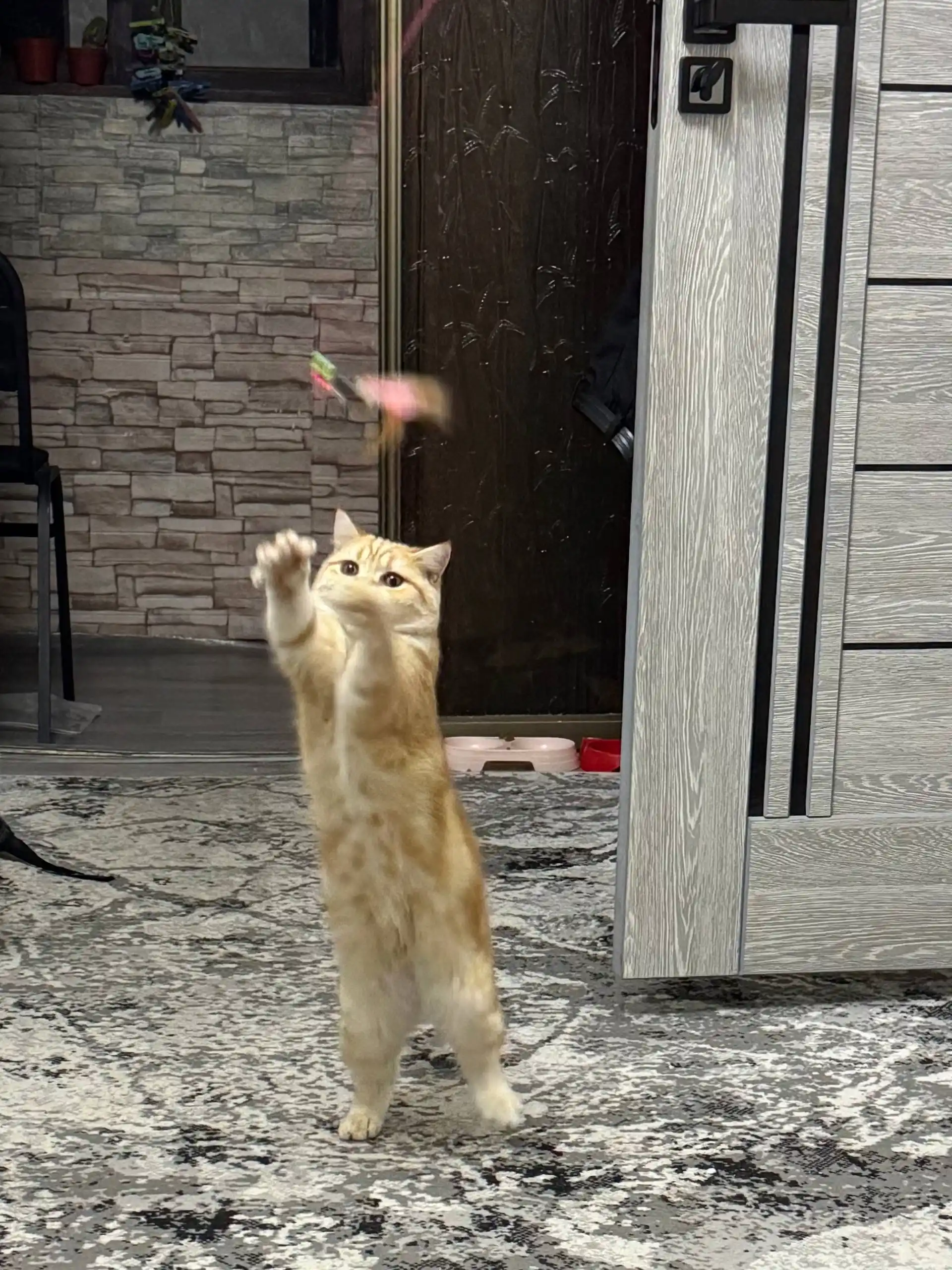 Mushuklar uchun o‘yinchoq, tabiiy patlardan tayyorlangan tayoqcha ko‘rinishidagi ermak