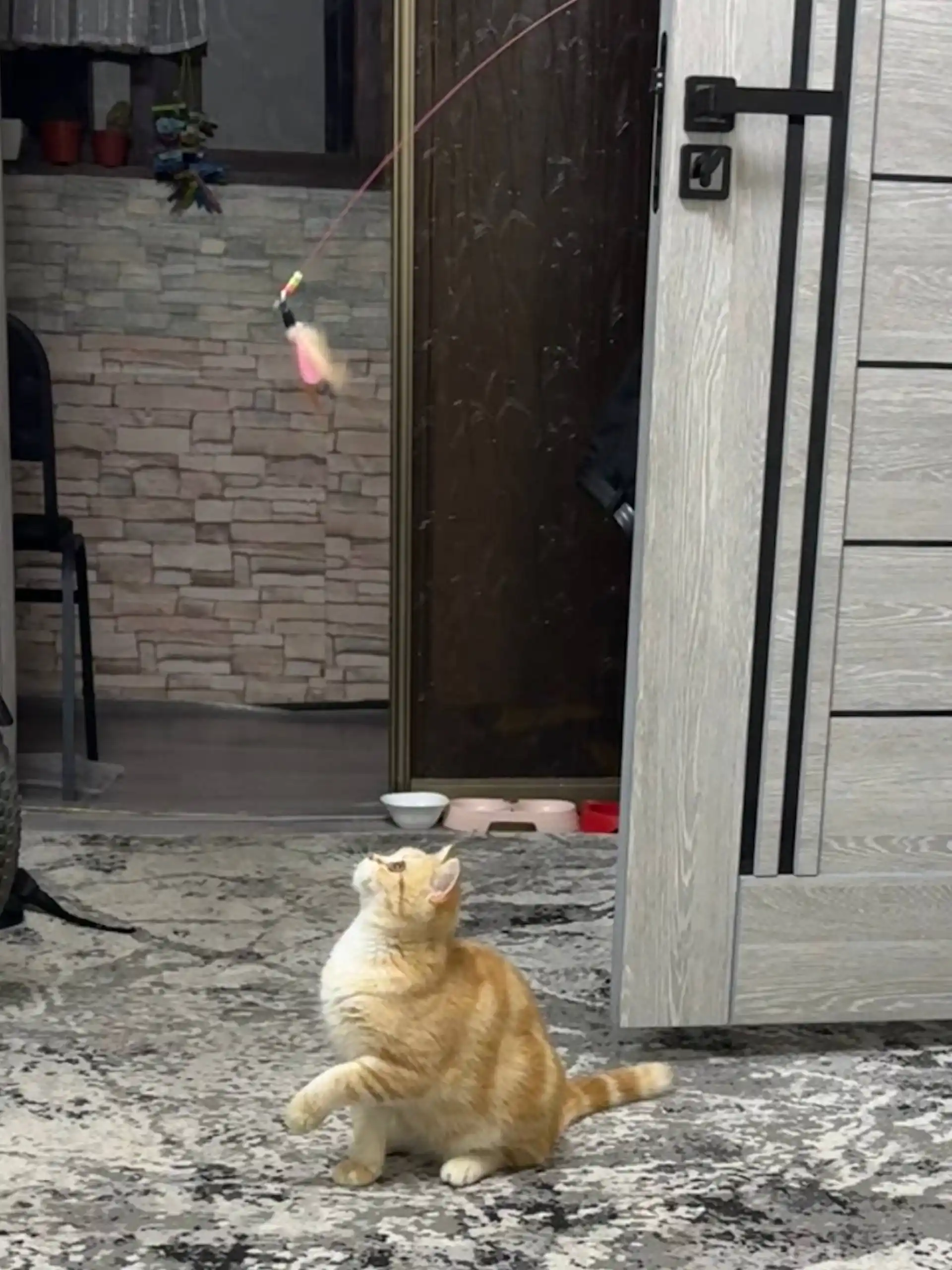 Mushuklar uchun o‘yinchoq, tabiiy patlardan tayyorlangan tayoqcha ko‘rinishidagi ermak