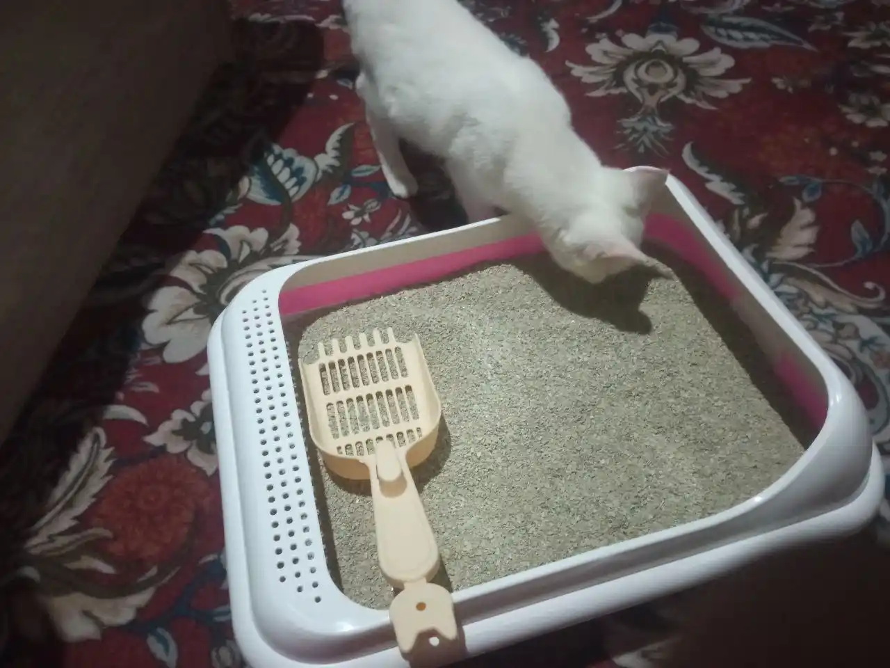 Gipoallergenik mushuk axlati to'ldiruvchisi, Chistulya, 3 kg