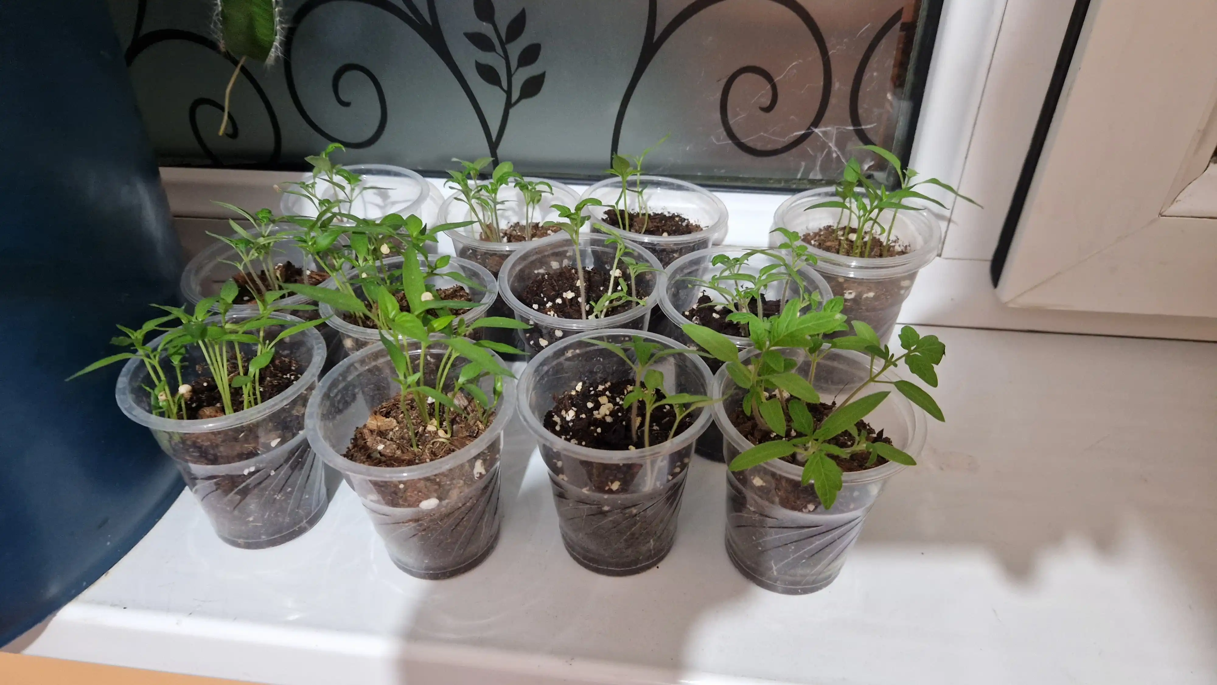 Mini-Light balkon-xona pomidorlari, urug‘lar, 20 dona, sabzavot urug‘lari