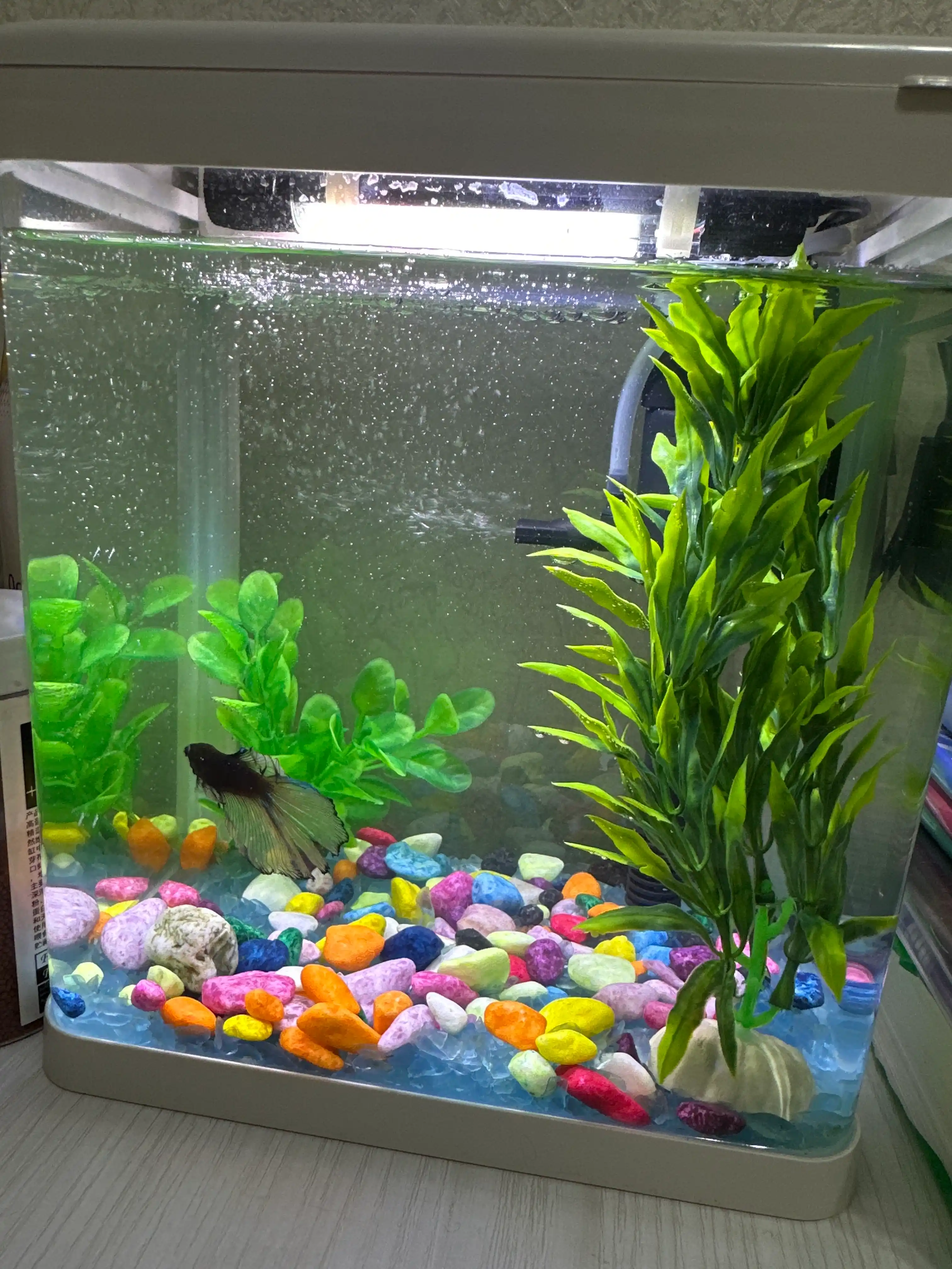 Akvarium, baliqlar uchun, uyda, filtr va lampalari bilan