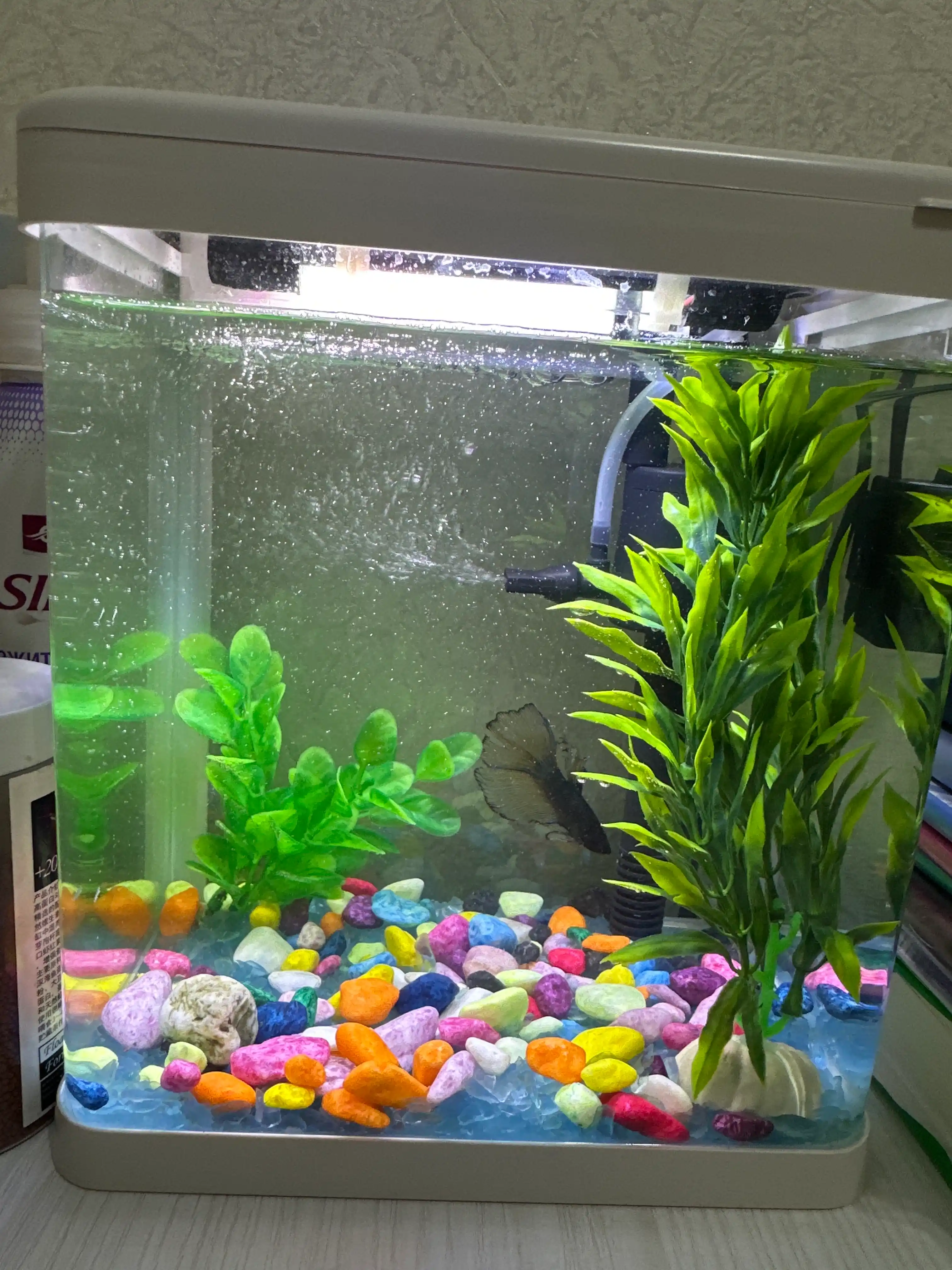 Akvarium, baliqlar uchun, uyda, filtr va lampalari bilan