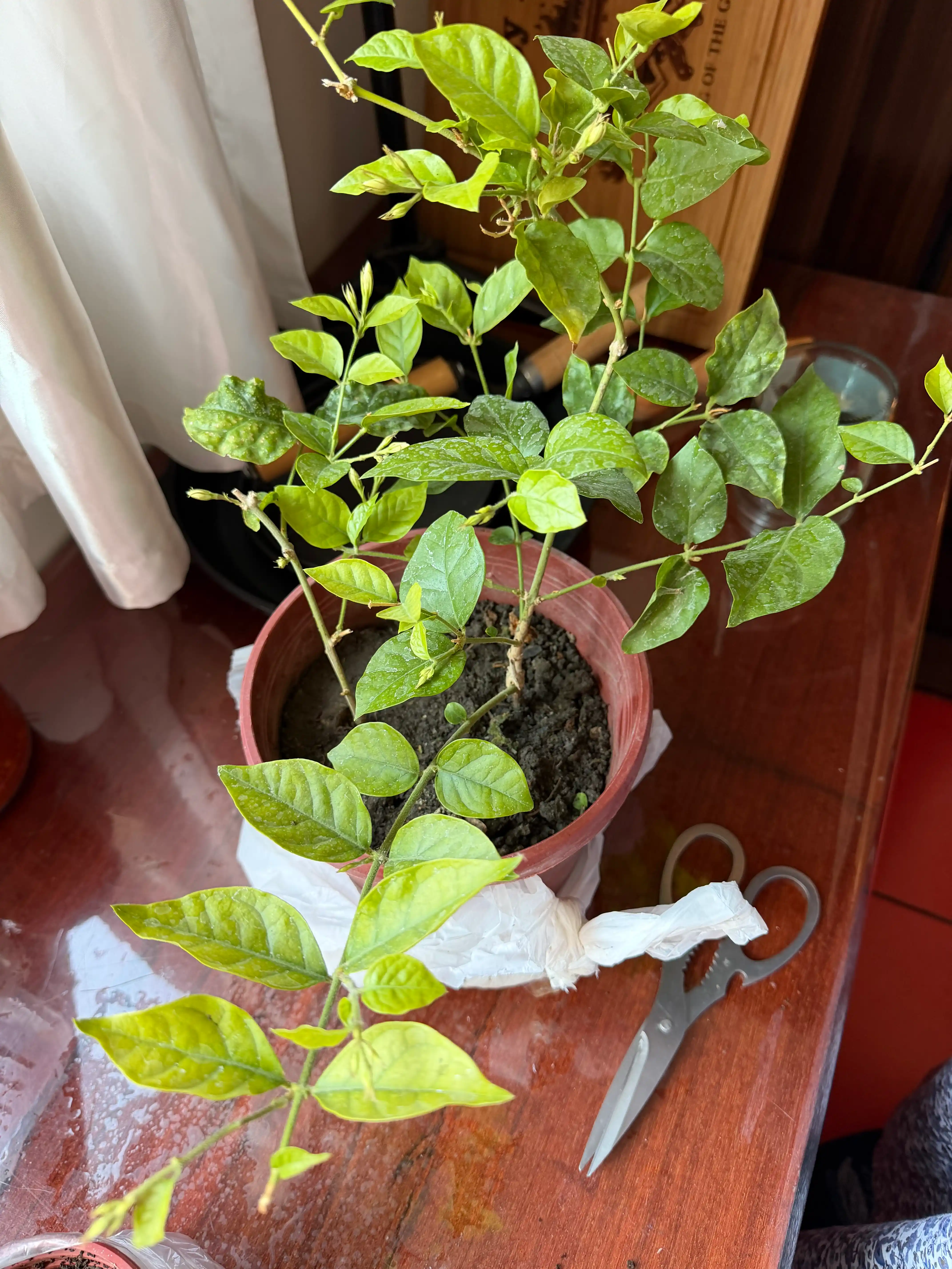 Jasmin — gultuvakdagi xona o‘simligi