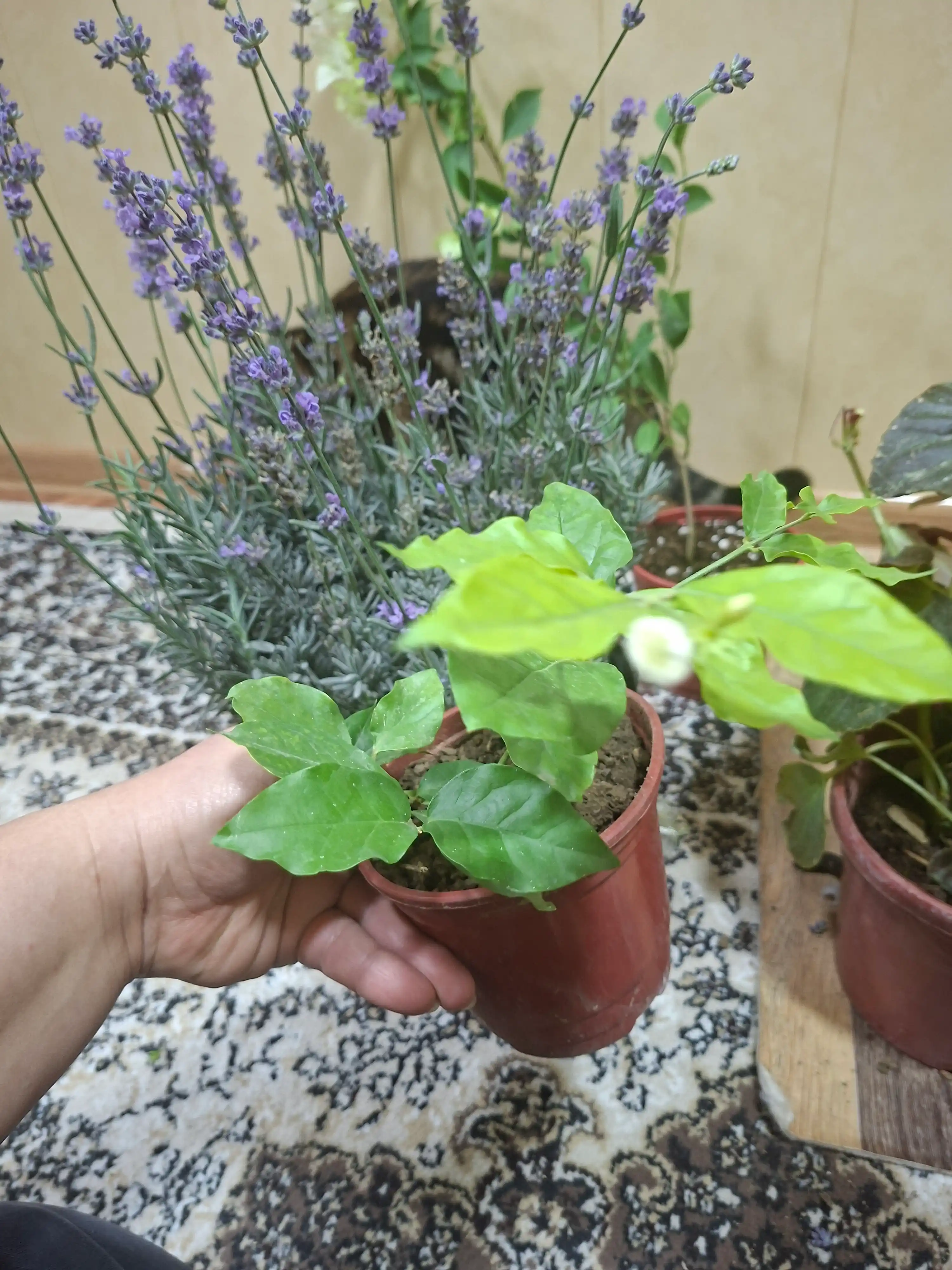 Jasmin — gultuvakdagi xona o‘simligi