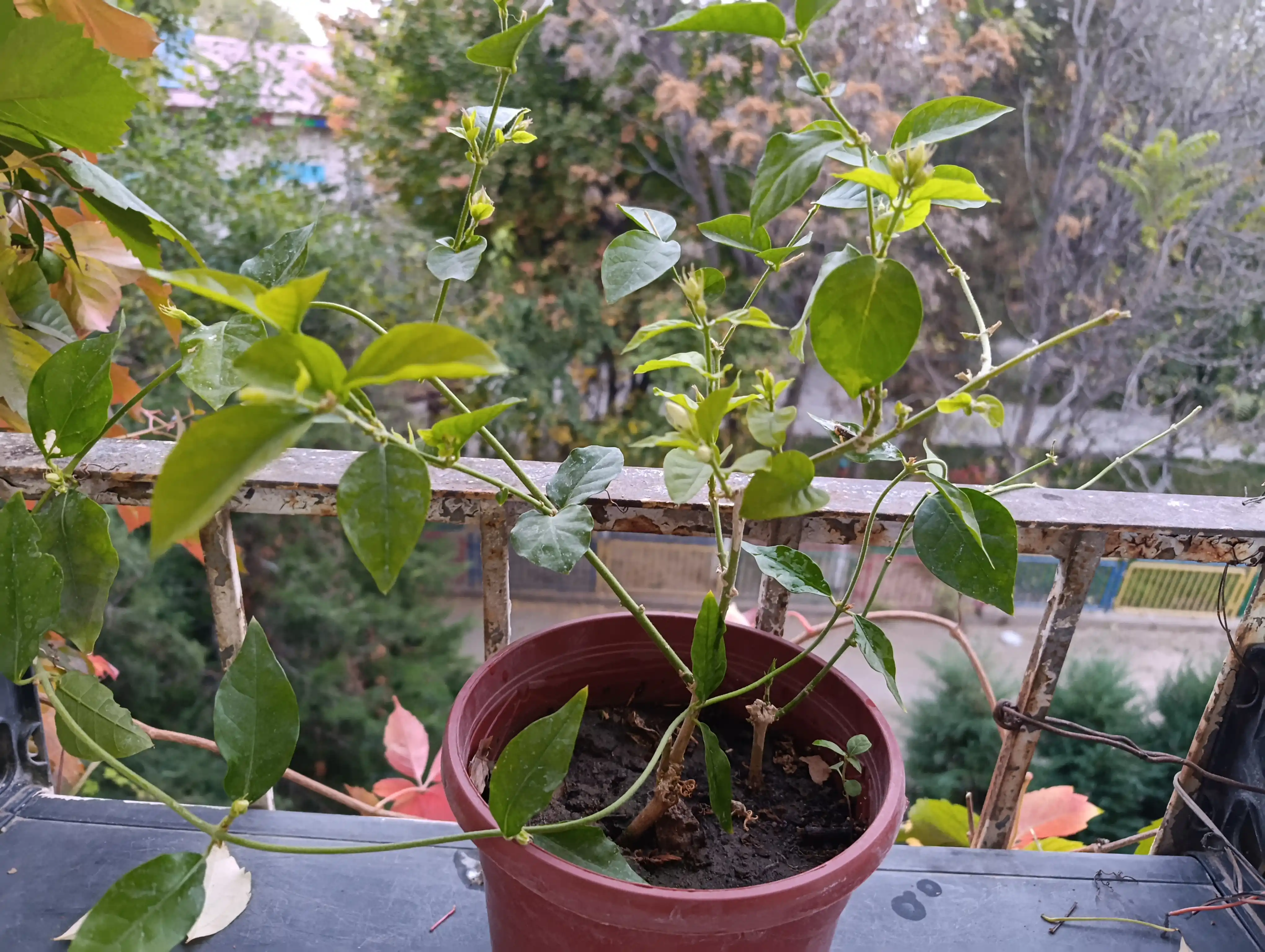 Jasmin — gultuvakdagi xona o‘simligi