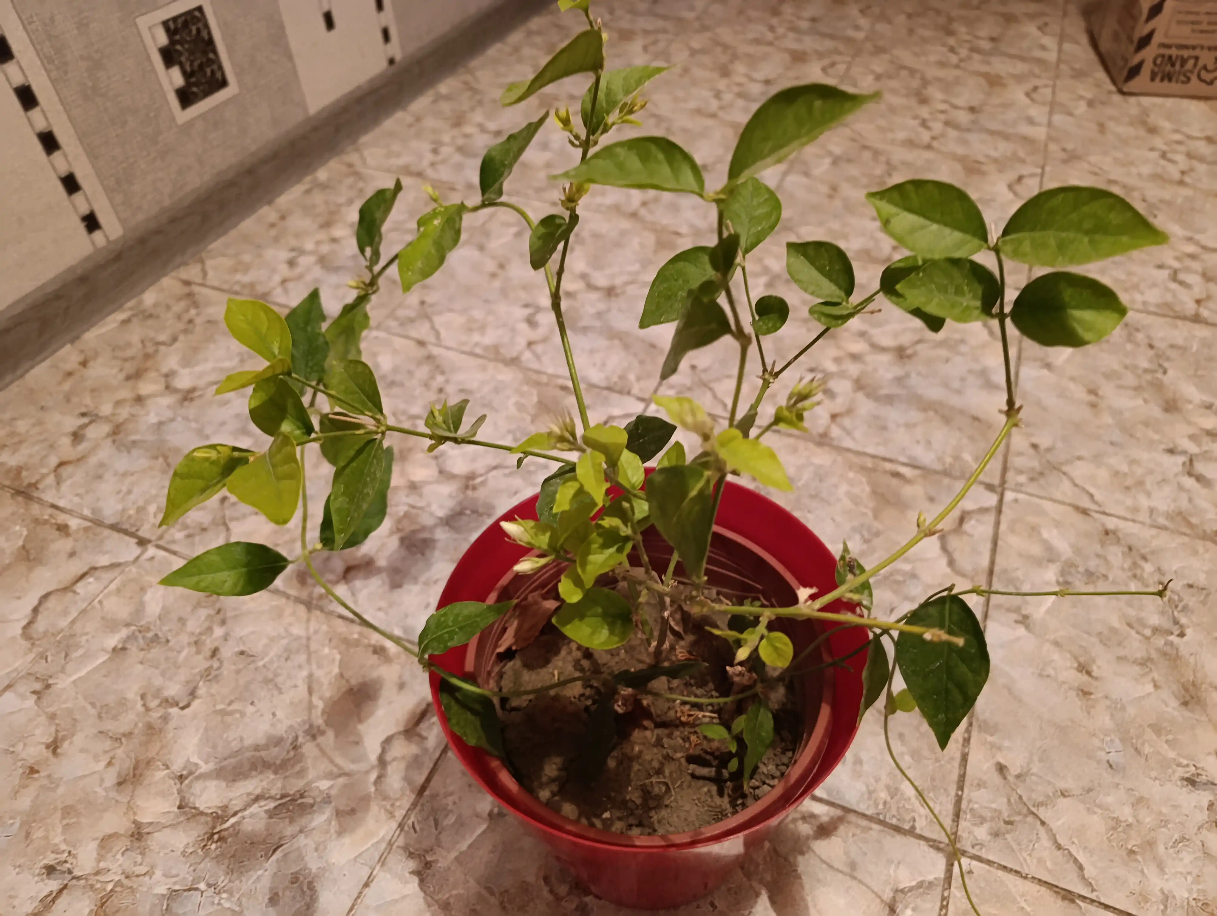 Jasmin — gultuvakdagi xona o‘simligi