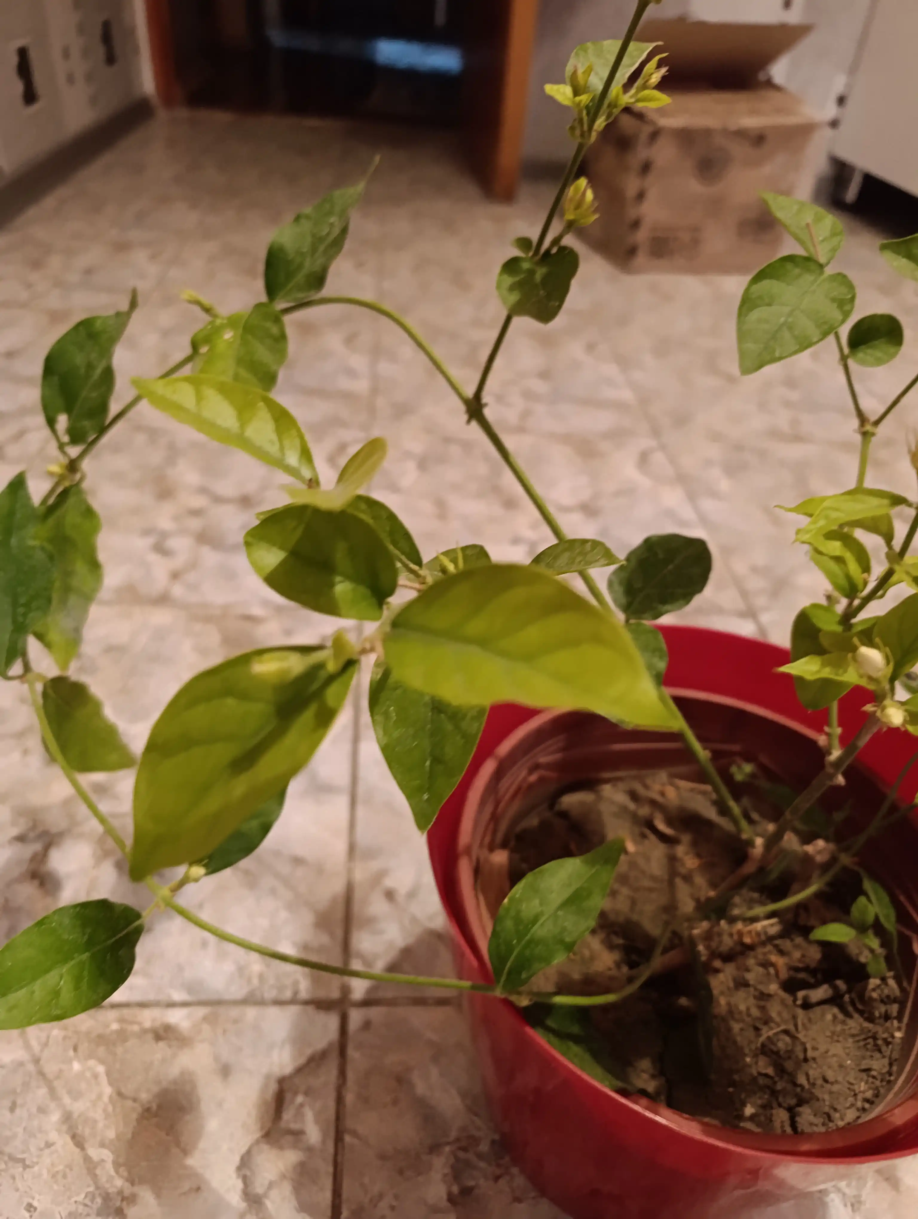 Jasmin — gultuvakdagi xona o‘simligi